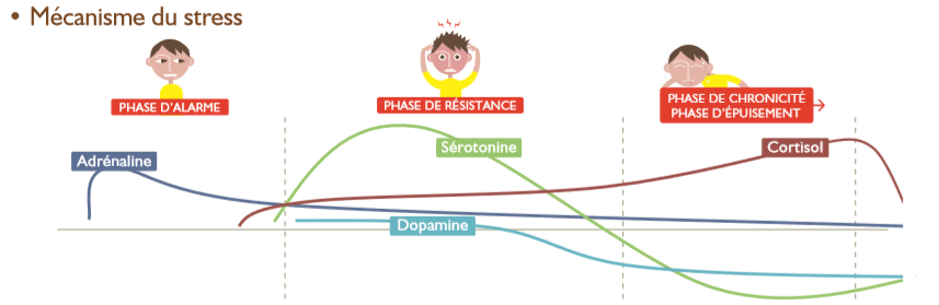 mecanismes du stress